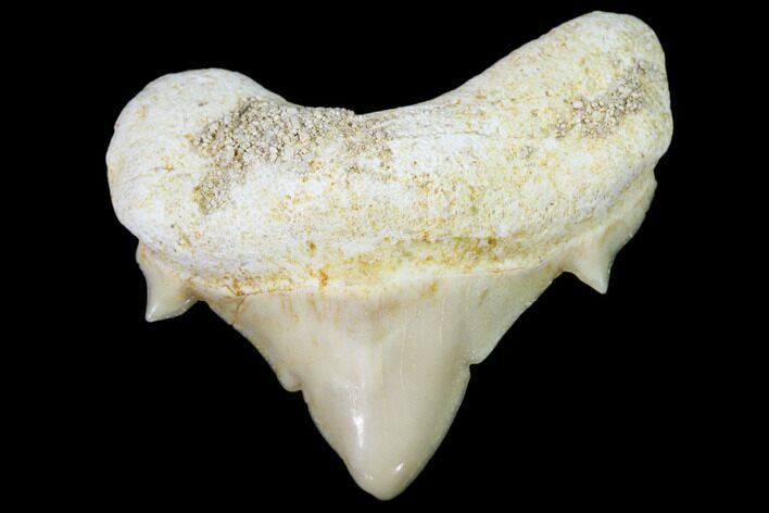 Pathological Shark (Otodus) Tooth - Morocco #108251